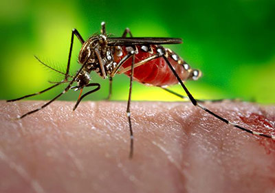 Die Stechmücke Aedes aegypti ist Überträger vieler Krankheiten - und kommt dank Klimawandel auch bei uns vor.