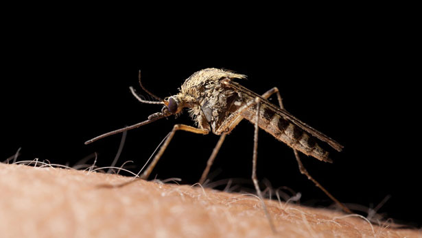 Potenzielle Überträger: Erstmals haben Forscher Borrelien auch in zehn Stechmückenarten in Deutschland gefunden