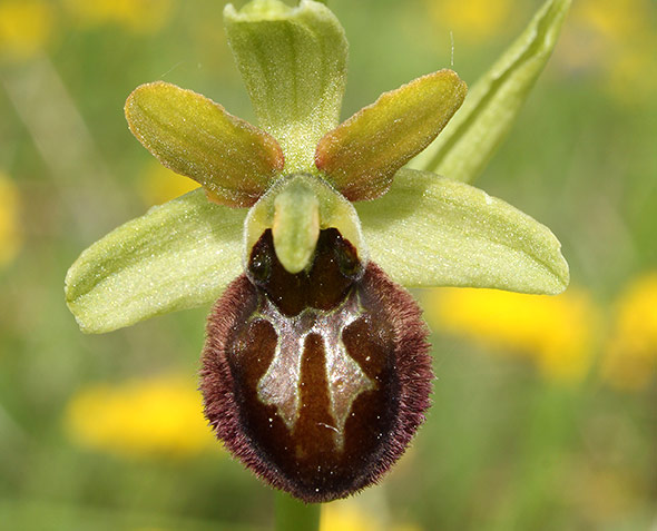 Diese Orchideenart, der Spinnen-Ragwurz (Ophrys sphegodes) ahmt eine Sandbiene nach – optisch und olfaktorisch.