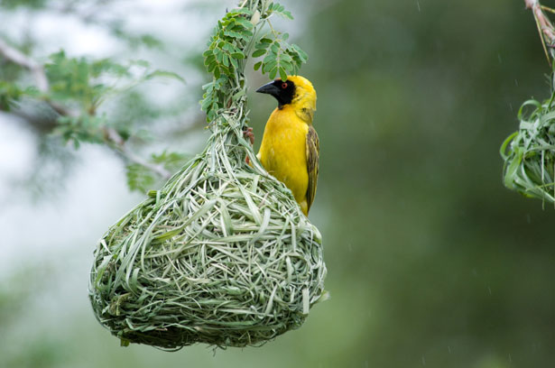 Tierische Bauwerke: Das Nest des Maskenwebers ist eines von vielen Beispielen.