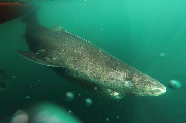 <span class="img-caption">Der Grönlandhai ist wahrscheinlich das langlebigste Wirbeltier der Welt.</span> <span class="img-copyright">© Julius Nielsen</span>