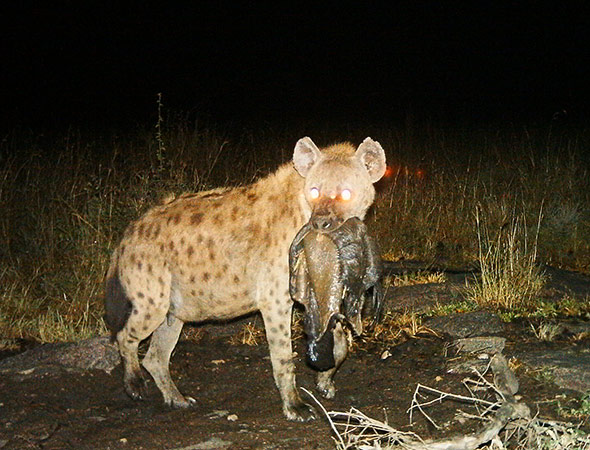 Auf frischer Tat ertappt: Hyäne mit ihrer Beute