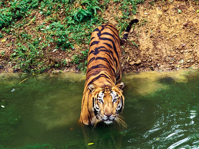 Tiger müssen von einem Schutzgebiet ins andere wechseln können, damit ihr Genom nicht durch Inzucht verarmt.