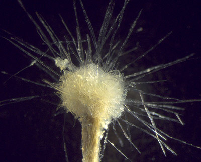 Rieseneinzeller Spiculosiphon oceana