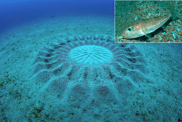 Der Pufferfisch (Torquigener albomaculosus) schafft erstaunlich komplexe geometrische Gebilde.
