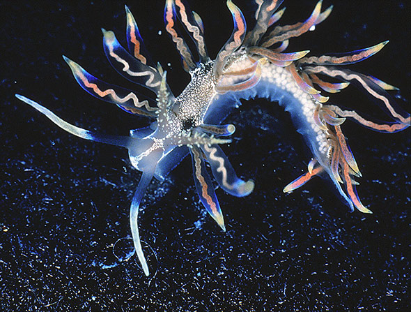 Die Meereschnecke Phyllodesmium acanthorhinum besticht durch ihre ätherische Schönheit