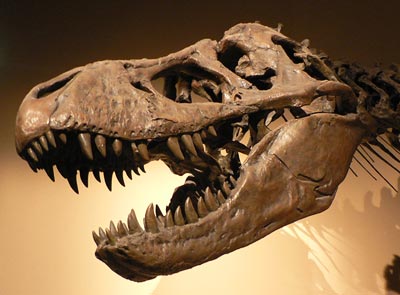 Schädel des Tyrannosaurus rex
