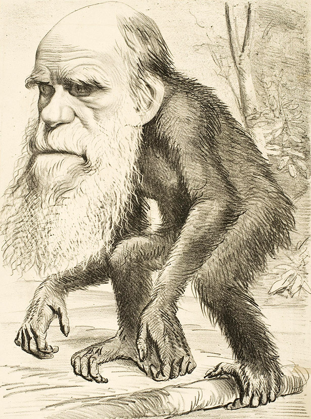 Charles Darwin und seine Evolutionstheorie werden oft missverstanden und verunglimpft. (Karikatur aus 'The Hornet' von 1871)