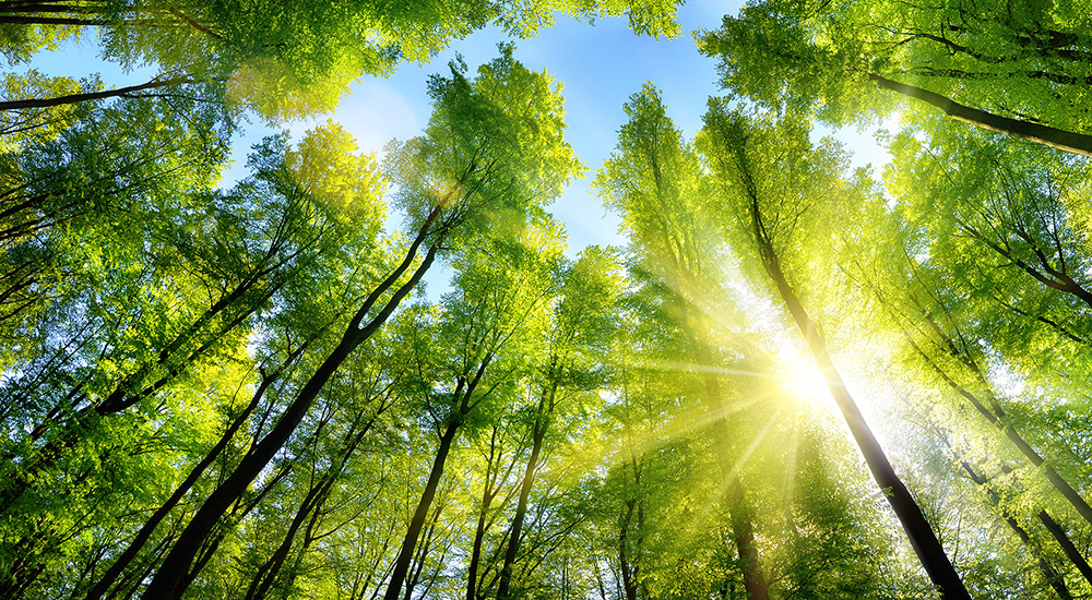 Bäume wirken als CO2-Schlucker und Klimapuffer - aber welcher Wald ist dafür der effektivste? © smileus/ Getty images