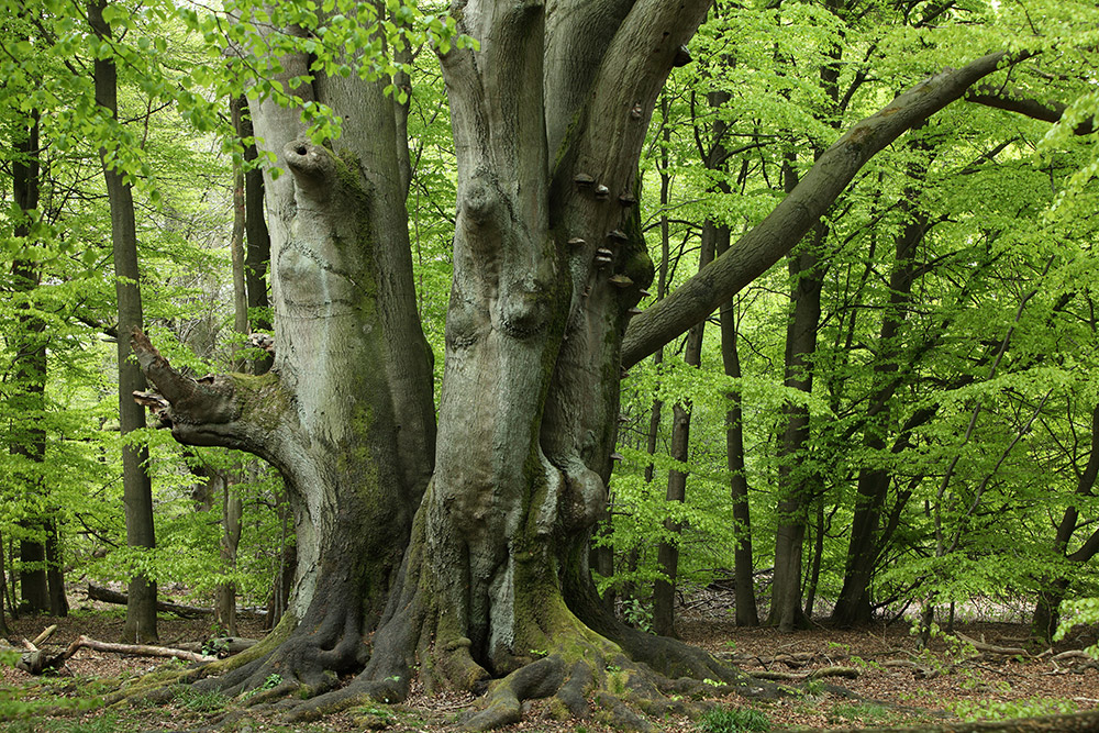 Gerade in Deutschland hat die Verklärung des Waldes lange Tradition. <span class="img-copyright">© Heckepics/ iStock</span>