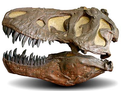 Schädel eines Tyrannosaurus rex