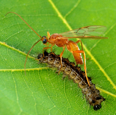 Parasitische Wespe legt Ei in eine Raupe