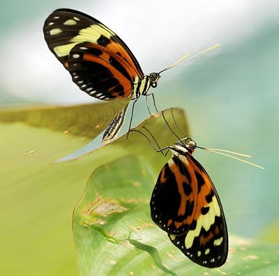 Bates Heliconius sara Südamerika Edelfalter Schmetterling Präparat butterfly Insekt 
