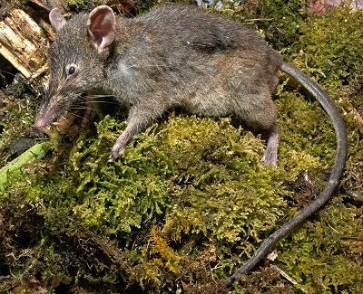 Rattenschreck – Natürliche Lavasteine ​​gegen Nagetiere (sicher für Ki