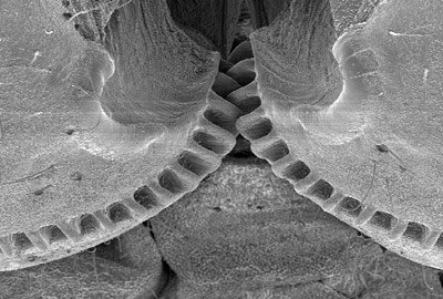Die Natur hat das Zahnrad zuerst erfunden - Erstes natürliches mechanisches  Getriebe bei einer Zikade entdeckt 