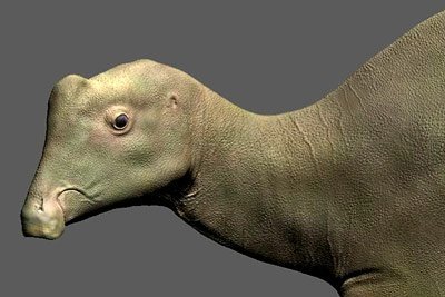 Babydino Mit Trote Auf Dem Kopf Schuler Entdeckt Durch Zufall Das Erste Vollstandige Skelett Eines Skurrilen Entenschnabel Dinosauriers Scinexx De