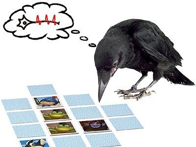 Krähen spielen Memory ohne Großhirnrinde - Arbeitsgedächtnis der Rabenvögel basiert auf einer völlig anderen Hirnstruktur - scinexx.de