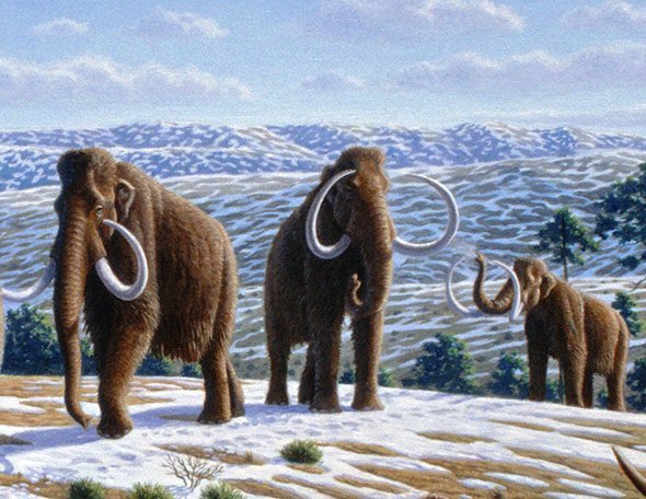 Mammut : Genetik Russen Und Sudkoreaner Wollen Mammut Klonen Welt