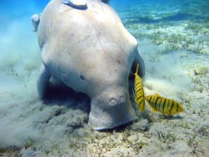 Grasender Dugong in der Bucht von Marsa Murena, Rotes Meer