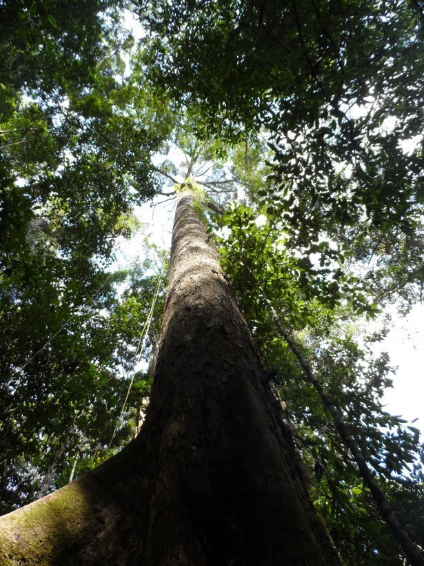 Details about   10 Plastikmodell Bäume Künstliche Kokospalmen Regenwald Landschaft 1:75 