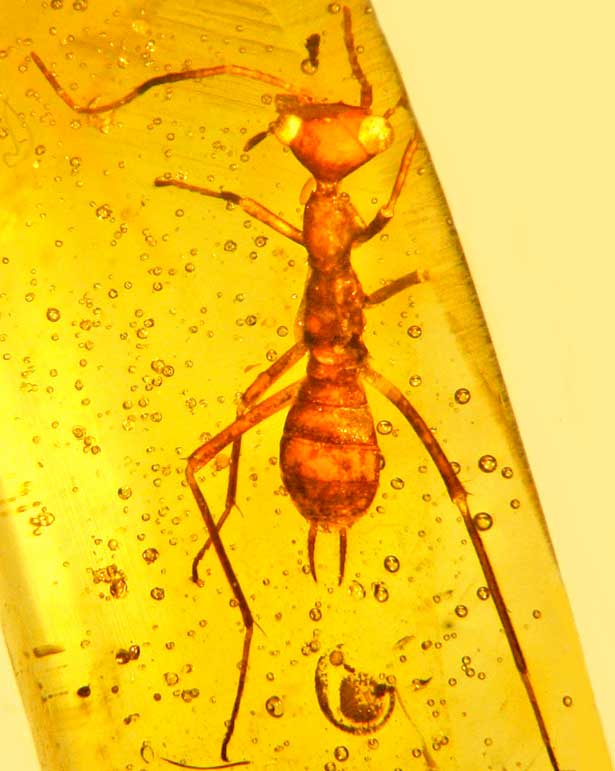 Insekten im Bernstein echte Fossilien in Lupenbox Kreidezeit Dinosaurier Myanmar