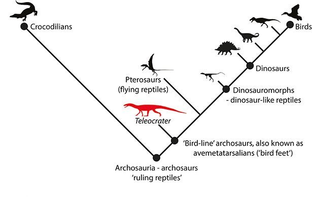 Dinosaurier-Vetter verblüfft Paläontologen - Ältester Verwandter der