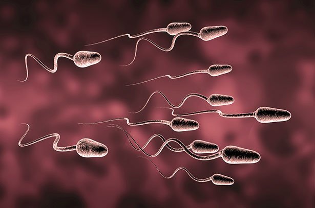 wie spermien arbeiten