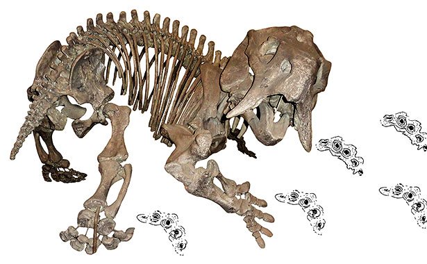 der Skelett-Modell Halloween unterrichtet Harz fertigt den Dinosaurier-Schädel 