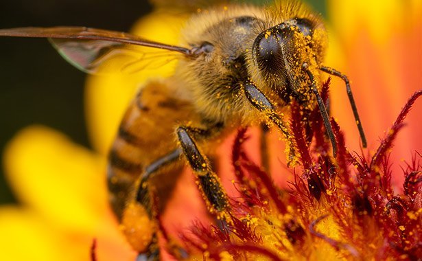 Glyphosat Schadigt Darmflora Von Bienen Studie Weist Indirekte Schadwirkung Des Herbizids Auf Honigbienen Nach Scinexx De