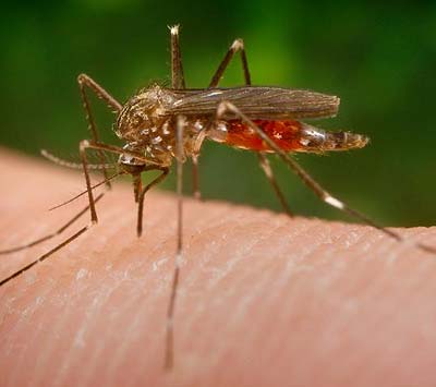 Infektionskrankheiten: Mückenkarte soll Risiko aufzeigen - Großprojekt