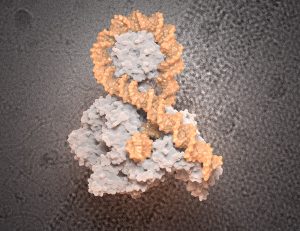 DNA und Gyrase