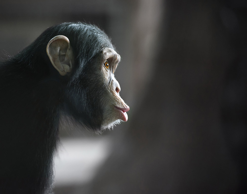 Deze genetische schakelaars onderscheiden ons van apen – de regulerende delen van het DNA hebben ons misschien tot mens gemaakt