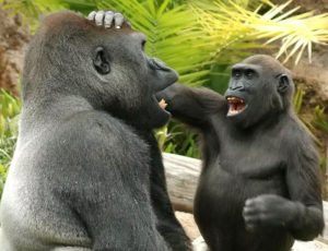 Gorillas Spaß