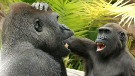 Lachende Gorillas