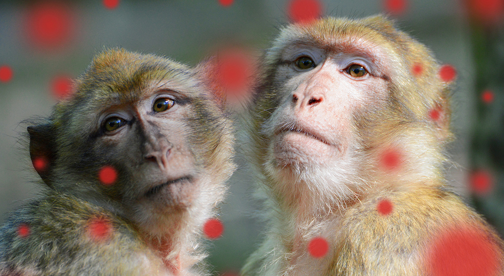Możliwe niebezpieczeństwo ze strony małpiego wirusa SHFV – czynnika wywołującego gorączkę krwotoczną u małp, która może replikować się w ludzkich komórkach