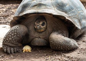 Albino-SChildkröte