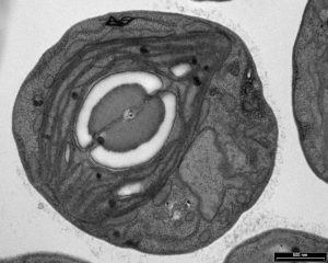 Chlorella ohadii