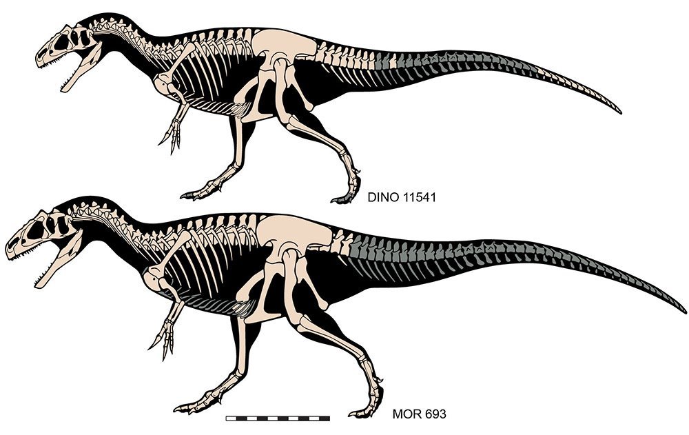 Allosaurus-Skelette