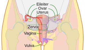 Uterus