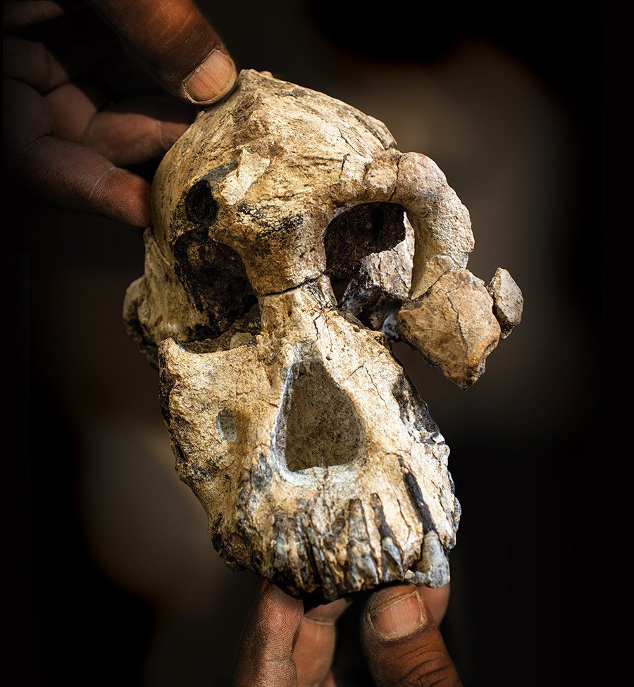 Ältester Australopithecus bekommt ein Gesicht 3 8 