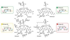 Glykopeptid-Antibiotika