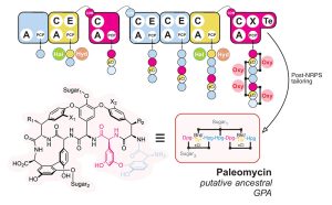 Paleomycin