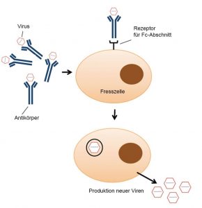 Antikörperabhängige Verschlimmerung