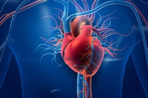 Herz und Aorta