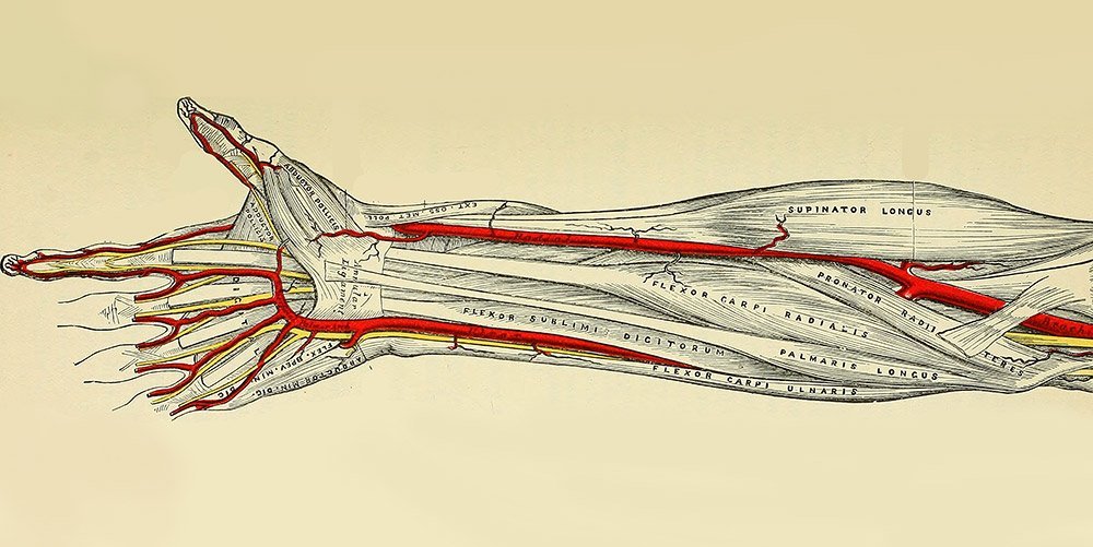 Immer mehr Menschen haben eine dritte Arm-Arterie - Ursprünglich rein  embryonale Ader bleibt inzwischen immer häufiger erhalten 