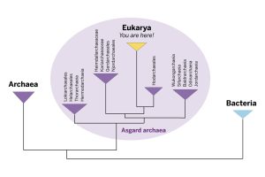 Eukaryoten-Stammbaum