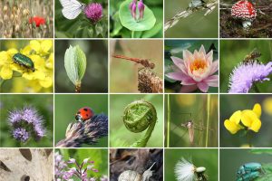 Collage verschiedener Pflanzen und Tiere, die für das Ökogleichgewicht wichtig sind