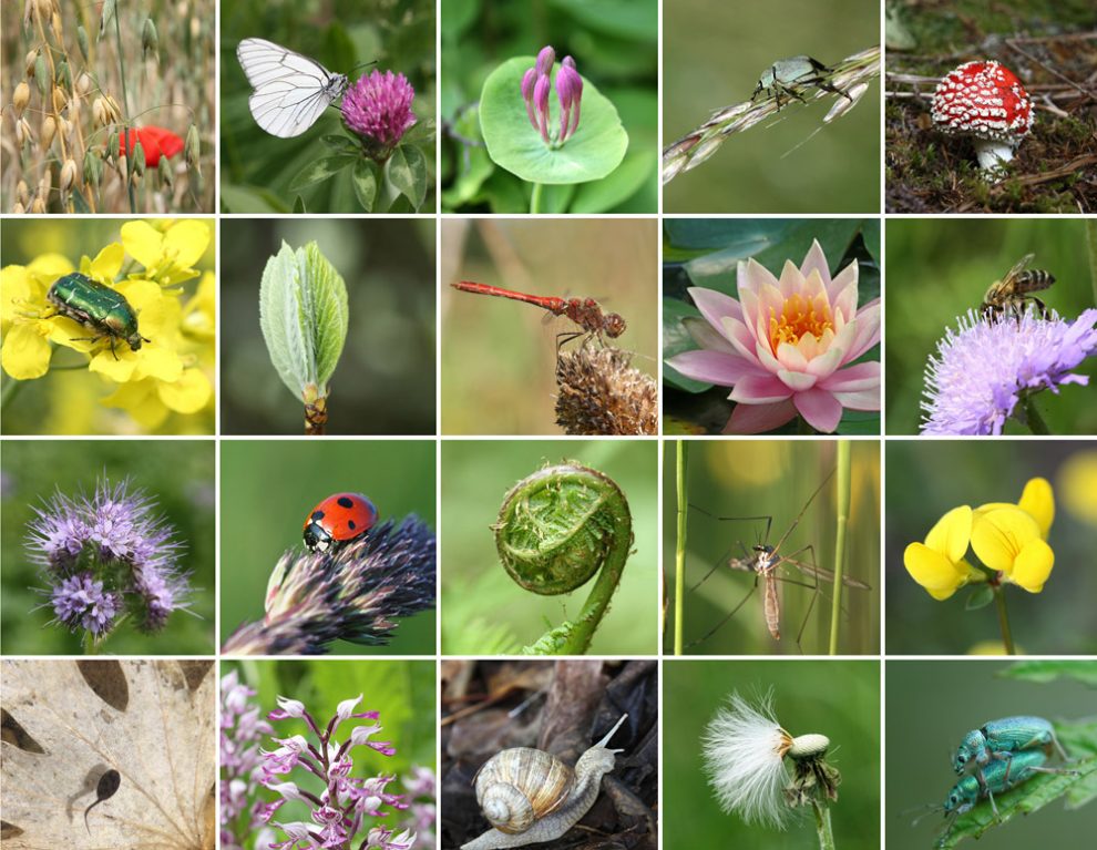 Collage verschiedener Pflanzen und Tiere, die für das Ökogleichgewicht wichtig sind