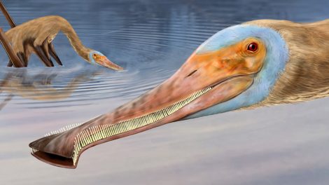 Balaenognathus