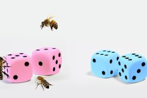 Rosafarbendes Würfelpaar mit ungleichen Augenzahlen umgeben von drei weiblichen Honigbienen sowie ein blaues Würfelpaar mit gleicher Augenzahl